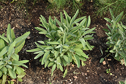 Common Sage (Salvia officinalis) at English Gardens