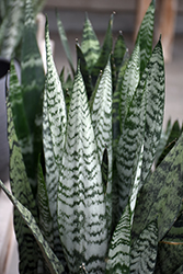 Snake Plant (Sansevieria trifasciata) at English Gardens