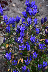 True Blue Gentian (Gentiana 'True Blue') at English Gardens