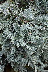 Blue Haven Juniper (Juniperus scopulorum 'Blue Haven') at English Gardens