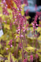 Fun and Games Eye Spy Foamy Bells (Heucherella 'Eye Spy') at English Gardens