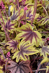 Fun and Games Eye Spy Foamy Bells (Heucherella 'Eye Spy') at English Gardens