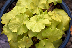 Northern Exposure Lime Coral Bells (Heuchera 'TNHEUNEL') at English Gardens