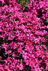 Scarlet Flame Moss Phlox (Phlox subulata 'Scarlet Flame') at English Gardens