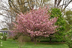Kwanzan Flowering Cherry (Prunus serrulata 'Kwanzan') at English Gardens