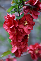 Double Take Scarlet Flowering Quince (Chaenomeles speciosa 'Scarlet Storm') at English Gardens
