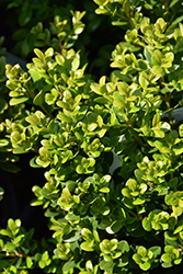 Little Missy Boxwood (Buxus microphylla 'Little Missy') at English Gardens