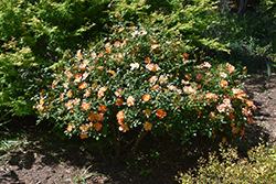Oso Easy Paprika Rose (Rosa 'ChewMayTime') at English Gardens