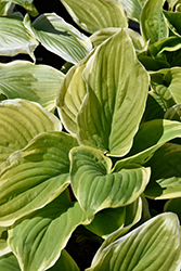 Fragrant Dream Hosta (Hosta 'Fragrant Dream') at English Gardens