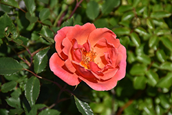 Coral Knock Out Rose (Rosa 'Radral') at English Gardens
