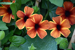 Tangerine Slice A-Peel Black-Eyed Susan (Thunbergia alata 'DL1501') at English Gardens