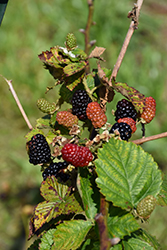 Arapaho Blackberry (Rubus 'Arapaho') at English Gardens