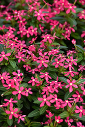 Soiree Kawaii Coral Vinca (Catharanthus roseus 'Soiree Kawaii Coral') at English Gardens