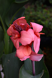 Toucan Coral Canna (Canna 'Toucan Coral') at English Gardens