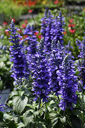 Rockin' Playin' The Blues Salvia (Salvia 'Balsamispim') at English Gardens