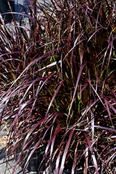 Purple Fountain Grass (Pennisetum setaceum 'Rubrum') at English Gardens