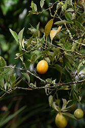 Centennial Variegated Kumquat (Fortunella margarita 'Centennial') at English Gardens