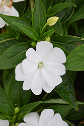 Divine White New Guinea Impatiens (Impatiens hawkeri 'Divine White') at English Gardens