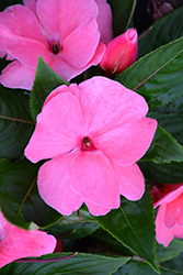 Divine Pink New Guinea Impatiens (Impatiens hawkeri 'Divine Pink') at English Gardens