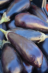 Black Beauty Eggplant (Solanum melongena 'Black Beauty') at English Gardens