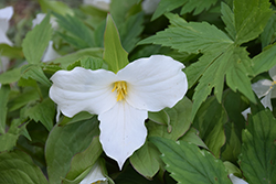 Great White Trillium (Trillium grandiflorum) at English Gardens
