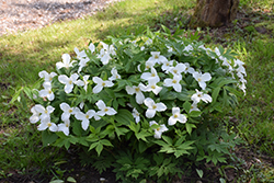 Great White Trillium (Trillium grandiflorum) at English Gardens