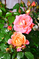 Peach Drift Rose (Rosa 'Meiggili') at English Gardens