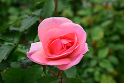 Peachy Knock Out Rose (Rosa 'Radgor') at English Gardens