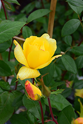 Golden Showers Rose (Rosa 'Golden Showers') at English Gardens