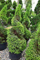 Dwarf Alberta Spruce (Picea glauca 'Conica (spiral)') at English Gardens