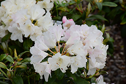 Yaku Princess Rhododendron (Rhododendron yakushimanum 'Yaku Princess') at English Gardens