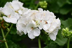 Americana White Geranium (Pelargonium 'Americana White') at English Gardens