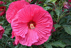 Summer In Paradise Hibiscus (Hibiscus 'Summer In Paradise') at English Gardens