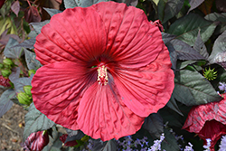 Summerific Holy Grail Hibiscus (Hibiscus 'Holy Grail') at English Gardens