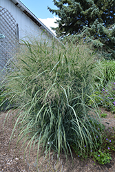 Northwind Switch Grass (Panicum virgatum 'Northwind') at English Gardens