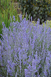 Blue Jean Baby Russian Sage (Perovskia atriplicifolia 'Blue Jean Baby') at English Gardens