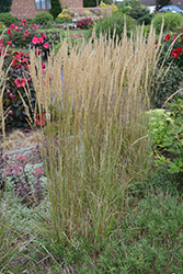 El Dorado Feather Reed Grass (Calamagrostis x acutiflora 'El Dorado') at English Gardens