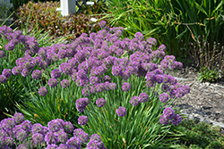 Lavender Bubbles Ornamental Onion (Allium 'Lavender Bubbles') at English Gardens