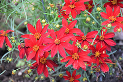 Sizzle And Spice Hot Paprika Tickseed (Coreopsis verticillata 'Hot Paprika') at English Gardens