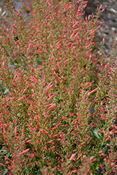 Kudos Red Hyssop (Agastache 'Kudos Red') at English Gardens