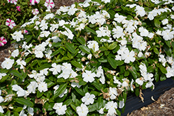 Cora XDR White (Catharanthus roseus 'Cora XDR White') at English Gardens