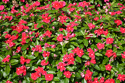 Cora XDR Red Vinca (Catharanthus roseus 'Cora XDR Red') at English Gardens