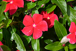 Cora XDR Red Vinca (Catharanthus roseus 'Cora XDR Red') at English Gardens
