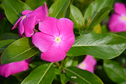 Cora XDR Orchid (Catharanthus roseus 'Cora XDR Orchid') at English Gardens