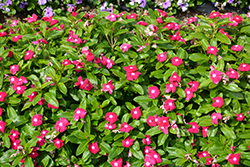 Cora XDR Cranberry (Catharanthus roseus 'Cora XDR Cranberry') at English Gardens