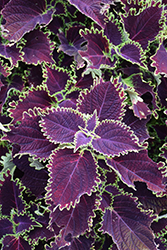 ColorBlaze Wicked Witch Coleus (Solenostemon scutellarioides 'Wicked Witch') at English Gardens