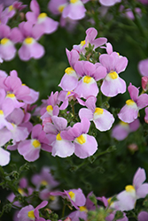 Aromance® Pink Nemesia (Nemesia 'INNEMAROPI') at English Gardens
