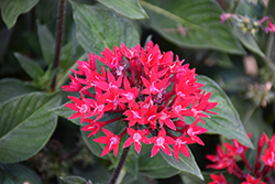 Sunstar Red Egyptian Star Flower (Pentas lanceolata 'Sunstar Red') at English Gardens