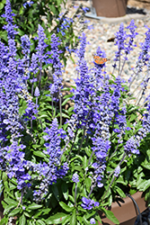 Unplugged So Blue Salvia (Salvia farinacea 'G14251') at English Gardens