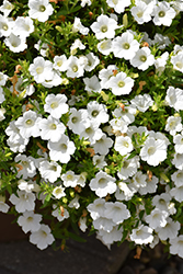 Blanket White Petunia (Petunia 'Bluette White') at English Gardens
